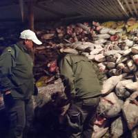 This handout picture released by the Environment Ministry of Ecuador shows frozen fish in a Chinese ship confiscated by the Navy in the waters of the Galapagos marine reserve on Aug. 14. Chinese crew fined $5.9 million, sent up after Ecuador finds protected Galapagos sharks in boat's hold