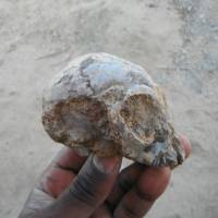 This picture received from the Leakey Foundation via the Nature website on Wednesday shows an infant ape cranium named as “Alesi” excavated from the site of an archaeological dig at Napudet, west of Lake Turkana in Kenya. The skull of a baby ape buried by a volcano 13 million years ago has preserved intriguing clues about the ancestor humans shared with apes — including a likely African origin, scientists said. Skull dating back 13 million years points to African roots for ape-human ancestor: study