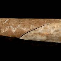 An Upper Paleolithic engraved human bone associated with ritualistic cannibalism can be seen in this undated photograph received from the Natural History Museum in London Wednesday. Paleolithic U.K. cave's engraved human bones, 'skull cups' laid to ritualistic cannibalism