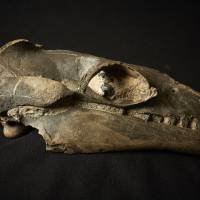Fossilized ancient whale skull Ancient whales were predators not gentle giants, scientists say