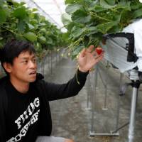 Hiroki Iwasa, a 40 year-old IT entrepreneur with an MBA, checks strawberries at his high-tech greenhouse in Yamamoto, Miyagi Prefecture, in June. Japan's young farmers pin hopes on technology to revitalize agricultural industry