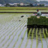 A farmer transplants rice in Ryugasaki, Ibaraki Prefecture, in June. | REUTERS