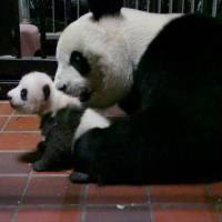 A 2-month-old baby panda and her mother, Shin Shin, are seen at Ueno Zoo in Tokyo on Friday. Ueno Zoo releases video of 'fluffy' panda cub playing, crawling at 2 months old