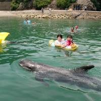 Visitors swim with a whale off the beach of Taiji, Wakayama Prefecture, in July. | KUMANO SHIMBUN / VIA KYODO