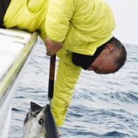 A fisherman releases a Pacific bluefin tuna subject to catch quota regulations into the sea in Nagasaki Prefecture in February. KYODO 25 prefectures face catch quota cuts on smaller Pacific bluefin