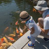 Something fishy: A child feeds carp in the pond of Shukkei-en in Hiroshima. | STEPHEN MANSFIELD