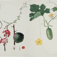 Left to right: Chaenomeles japonica (Thunb.) Lindl. ex Spac; Benincasa hispida (Thunb.) Cogn. from the Russian Academy of Sciences Library | RUSSIAN ACADEMY OF SCIENCES LIBRARY. ST. PETERSBURG 2017