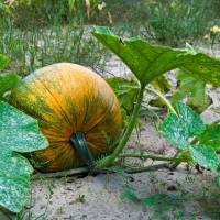 A citizens’ group has been scrutinizing textbooks that have been submitted for government approval. The textbooks include some discussion on whether a pumpkin has a right to grow freely. The role of rules in a 'moral education'