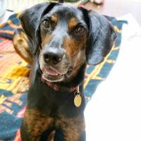 Aerodynamic: a Doberman mix named Aero