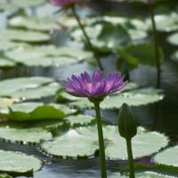 ASEAN member states offer tourists an abundance of nature and destinations to enjoy. | ALL PHOTOS IN THE ASEAN TOURISM COLUMNS ON THIS PAGE ARE FROM ASEAN-JAPAN CENTRE.