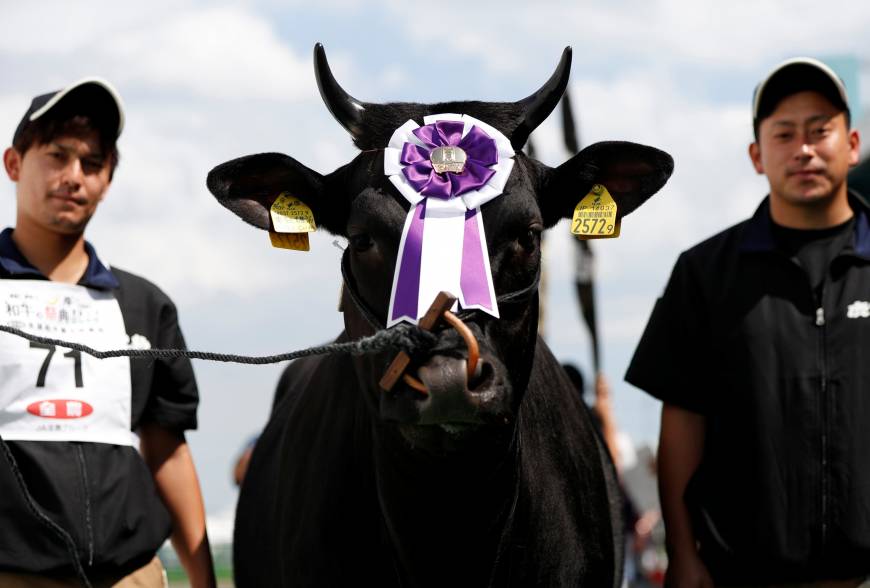 Eighteen-month-old female cattle Yoriko, from Kagoshima Prefecture, poses for a photograph after winning the breeding cattle category - young female cattle division competition.