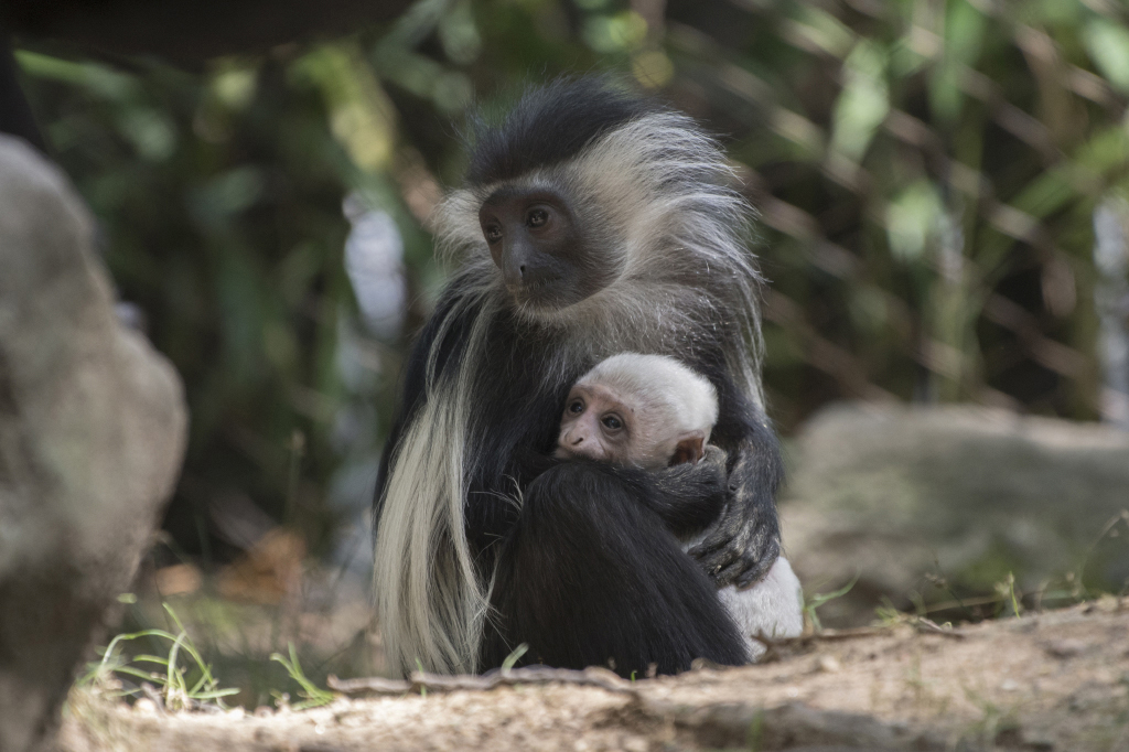 Cute, fit, a hit: Angolan colobus monkey born at NY zoo