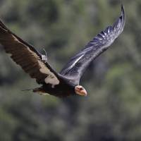 A California condor takes flight i June in the Ventana Wilderness east of Big Sur, California. Three decades after being pushed to the brink of extinction, the California condor is staging an impressive comeback, thanks to captive-breeding programs and reduced use of lead ammunition near their feeding grounds. California condors stage comeback to the skies after near extinction but vigilance needed