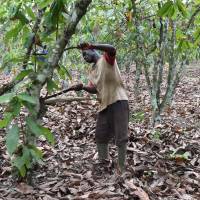 A cocoa farmer tends to a tree amid drought in the Ivorian department of Lakota in March 2016. Is your chocolate craving destroying forests in West Africa?