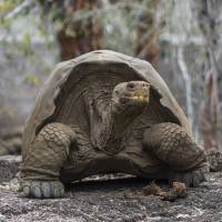 A tortoise at the Galapagos National Park in Santa Cruz. Floreana Island to be repopulated with 'extinct' Galapagos giant tortoises