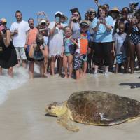 Aloggerhead sea turtl is released back into the gulf after being treated for pneumonia at Gulf World Marine Institute, in Inlet Beach, Florida, last year. Sea turtles are lumbering back from the brink of extinction, a new study says. Scientists found more populations of the large turtles improving than declining when they looked at nearly 60 regions across the globe. Their work was published Wednesday in the journal Science Advances. 'Flagships' of oceans' health, huge sea turtles slowly crawling back from brink of extinction