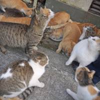 It its fiscal 2018 budget request, the Environment Ministry plans to request funding to study the issue of people keeping more pets than they can handle. Japan to compile guidelines to address animal hoarding