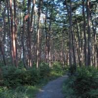 A trail near Kesennuma, Miyagi Prefecture. Tohoku looking to lure foreign visitors to 3/11 disaster-hit areas
