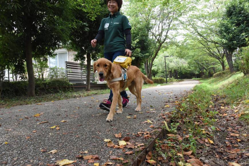 Japan Guide Dog Association trainer Naoko Shimada takes a young dog for a walk in August.
