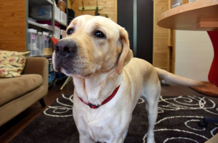 Ariel waits for her owner to take her for a walk outside.