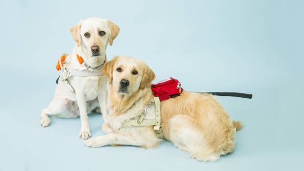 A ruff guide to Seeing Eye dogs in Japan