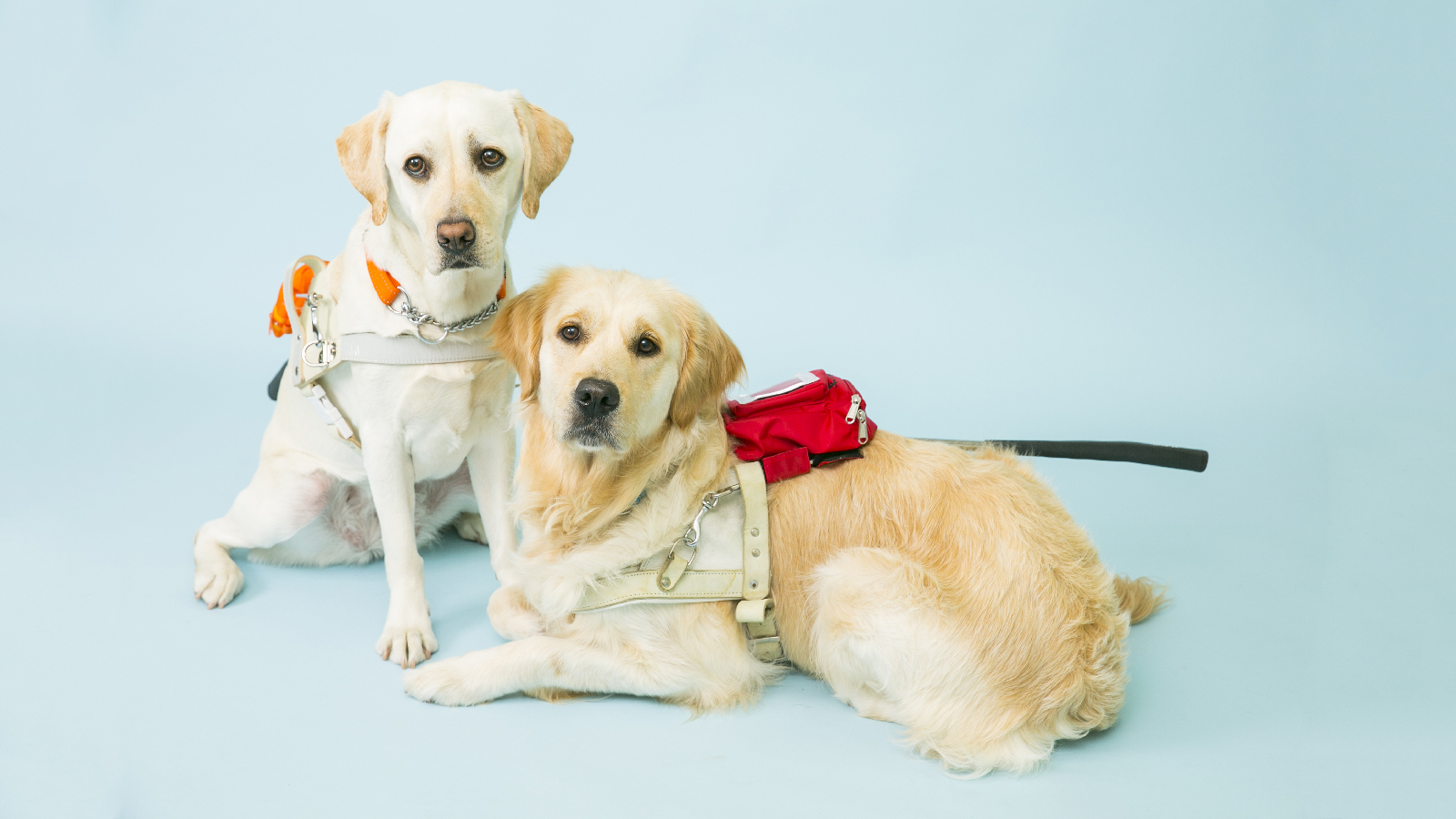 Who Invented Guide Dogs