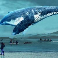 Whale watch: The film “A Whale of a Tale” received a standing ovation when it premiered at the 2016 Busan Film Festival in South Korea. Documentarian Megumi Sasaki hopes to bring balance to the story of Taiji in 'A Whale of a Tale'