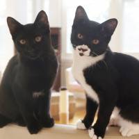 Mischief makers: kittens named Preto and Melas
