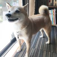 Someone for me: a Shiba Inu named Solar