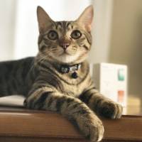 Garden party: a kitten named Keukenhof