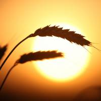 Evening sunlight illuminates wheat kernels on a farm in Novoalexandrovsk, Russia. A rise in global temperatures is opening up more Russian land to agricultural use. Russia is an emerging superpower in food supply