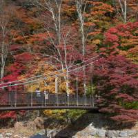 Silver birch trees contrast with maple colors beside a bridge near the town of Nasushiobara, Tochigi Prefecture. Living color: Basking in Tochigi's golden hues