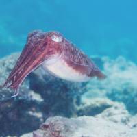 The pharaoh cuttlefish is a master of disguise. Cephalopods show signs of intelligence