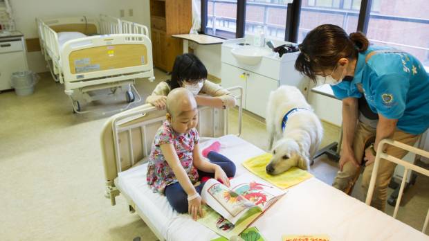 Furry friends: Shine On! Kids’ Facility Dog Program is the first of its kind in Japan. Specially trained canines work full-time at children’s hospitals under the initiative. Shine On! works its animal magic on kids facing tough times