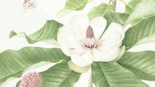 Magnolia obovata: Watercolor by Mieko Konishi, painted from a flowering specimen collected on Mount Iwane, Kawanishi, Hyogo Prefecture, and showing flowers at three different stages.