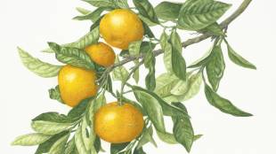 Citrus unshiu: Watercolor by Kayako Miyazawa, painted from fruiting specimens collected in Shizuoka.