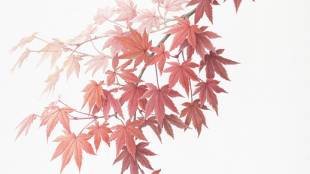Acer palmatum: Watercolor by Kyoko Ohara, painted from a specimen collected at Ibaraki Nature Museum in Ibaraki Prefecture.