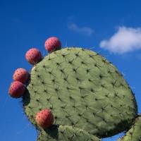 A prickly pear cactus bearing fruit. Experts call prickly pear cactus a 'miracle' crop for dry regions