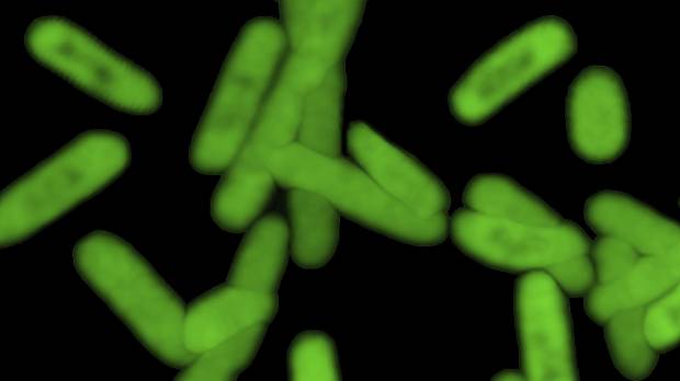 DNA 2.0: Partly synthetic bacteria contain never-seen-before genetic 'letters'