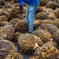 A worker uses a palm fruit spear to remove bad bunches from a pile at the Bukit Senorang Palm Oil Mill in Pahang, Malaysia, in October. The use of palm oil as biomass is increasing in Japan but critics are questioning if it’s safe for the environment. Japan's green energy incentives cast spotlight on controversial use of palm oil