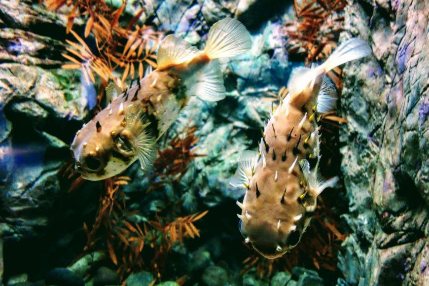 Puffer fish swim in a tank at Kaikyokan in Shimonoseki, Yamaguchi Prefecture.