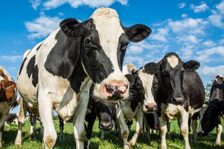 Mitigating the effects of climate change will require new curbs on the global meat and dairy industries. The meaty side of climate change