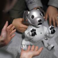 Guests play with Sony’s latest Aibo robot at one of the company’s showrooms in Tokyo on Thursday, the day the new gadget went on sale. After 12-year wait, Sony relaunches robot dog Aibo to much fanfare