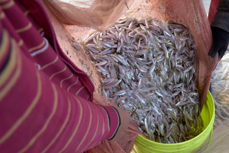 Going through the motions of daily life along the Mekong River, women dump fish into a boat container in Cambodia's Kanal province on Jan. 5. As China dams Mekong, Southeast Asian villages lament