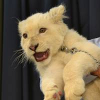 Seramu, a white lion cub, is credited with boosting visitor numbers to the Okinawa Zoo & Museum. Okinawa zoo's lion cubs proving too cute to pass up