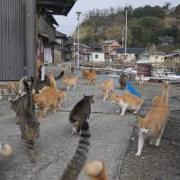 The 22nd of February is Neko No Hi (cats’ day) in Japan, and some prestigious Japanese companies — including Sharp Corp. and Tanita Corp. — have surprised the public by rebranding themselves on a feline theme to capture the heart of cat-loving potential customers. Japan's big brands go cat crazy for Neko No Hi