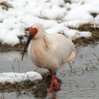 A Japanese crested ibis looks for food in a submerged rice field during the winter on Sado Island, Niigata Prefecture. Sado rice farmers get contact lens solution to crested ibis dilemma