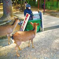 Visiting from Tokyo, 17-year-old Aoi Naito tries to determine the best angle for a photo as wild deer approach a stall selling shika senbei (deer crackers), in Nara Park in the city of Nara. Nara announces record number of deer bites as tourists flood in