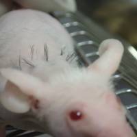 A team of researchers led by Junji Fukuda, a professor at Yokohama National University, succeeded in creating a new method of producing hair follicles that regrew hair when transplanted onto mice. To baldly grow: Japan scientists regrow hair at record rate