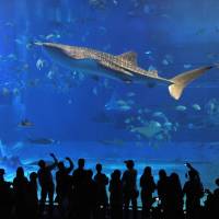 Visitors are seen at Okinawa Churaumi Aquarium, a popular tourist spot. Okinawa tourist numbers top those of Hawaii for first time